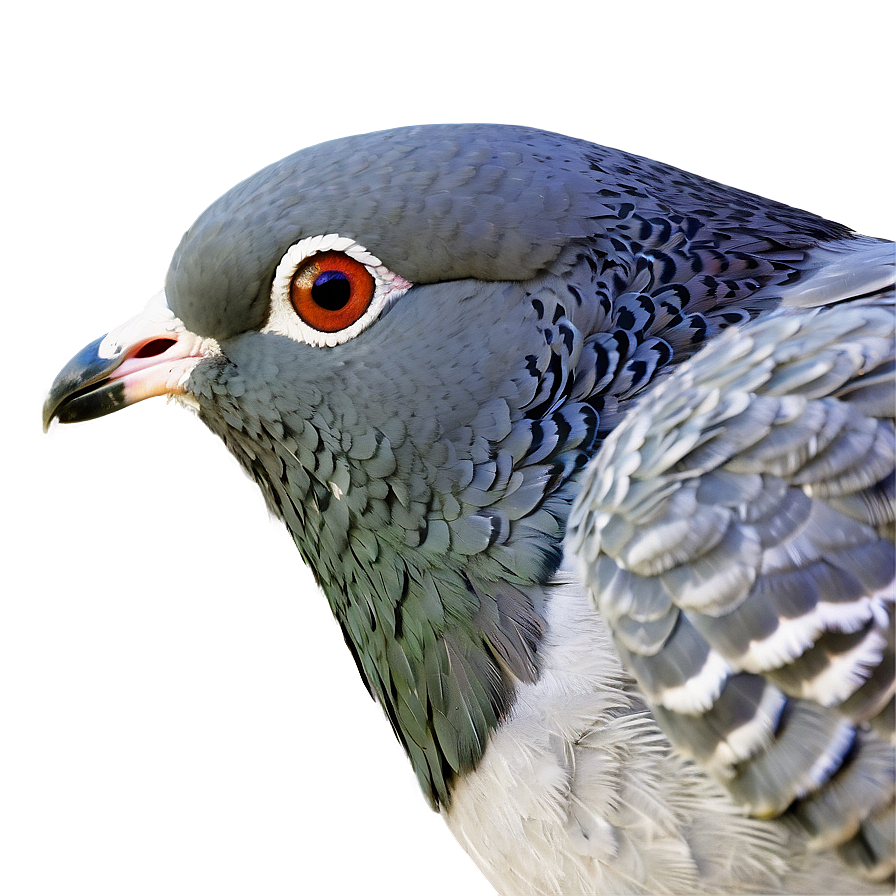 Pigeon Head Close-up Png 56 PNG image