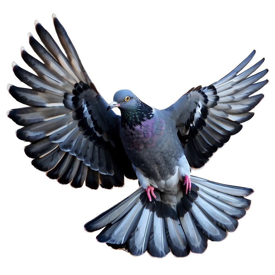 Pigeon Landing Png Vlg PNG image