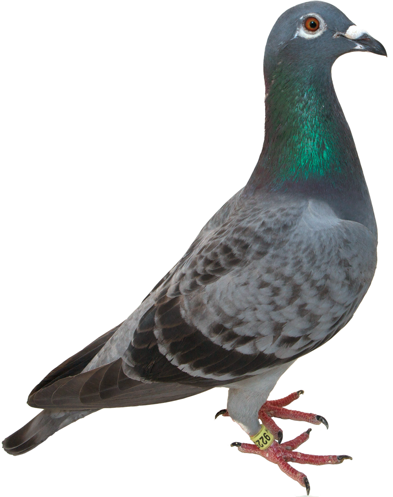 Pigeon Portrait Isolated Background PNG image