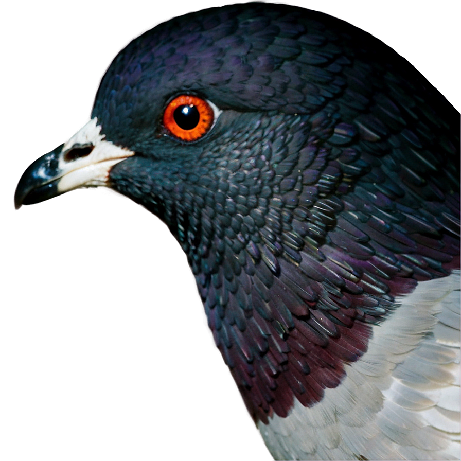 Pigeon Profile Png 92 PNG image