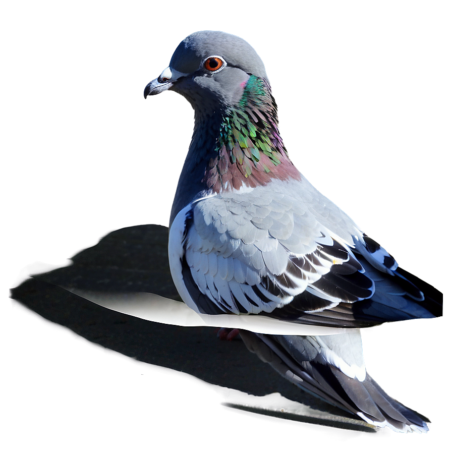 Pigeon Reflection Png 05242024 PNG image