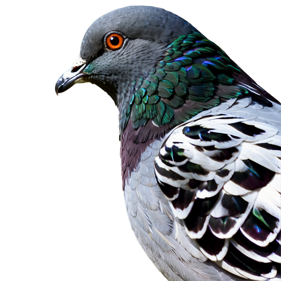 Pigeon Side View Png 55 PNG image