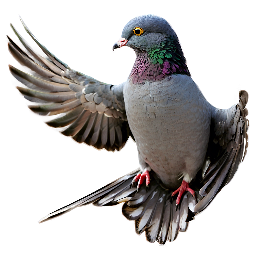 Pigeon Transparent Background Png 05242024 PNG image