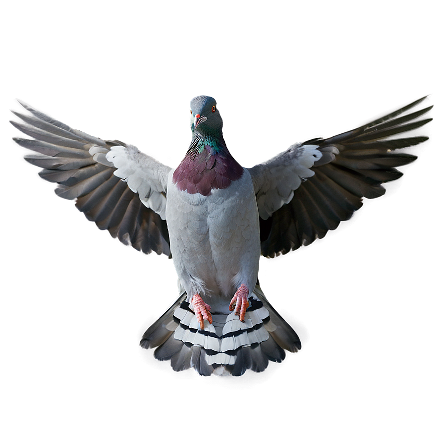 Pigeon Wings Spread Png 6 PNG image