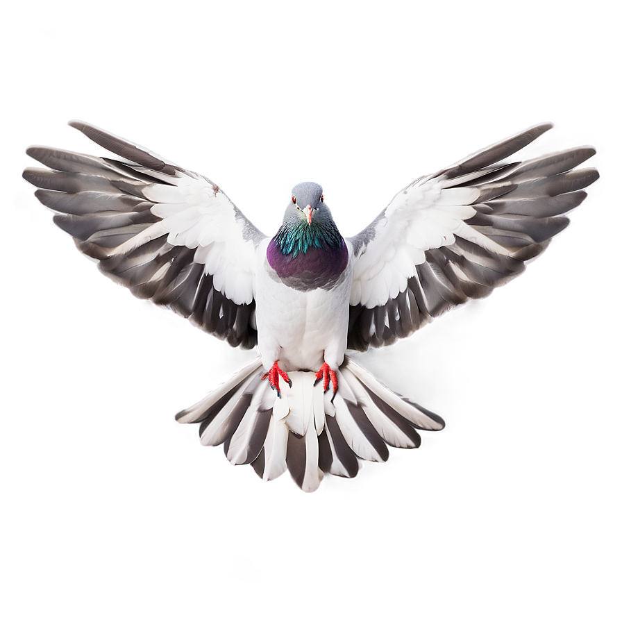 Pigeon Wings Spread Png Npr PNG image