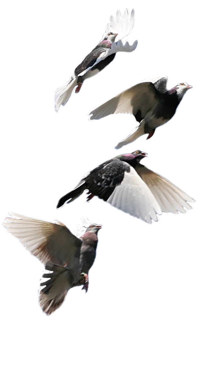 Pigeons_ In_ Flight_ Sequence.png PNG image