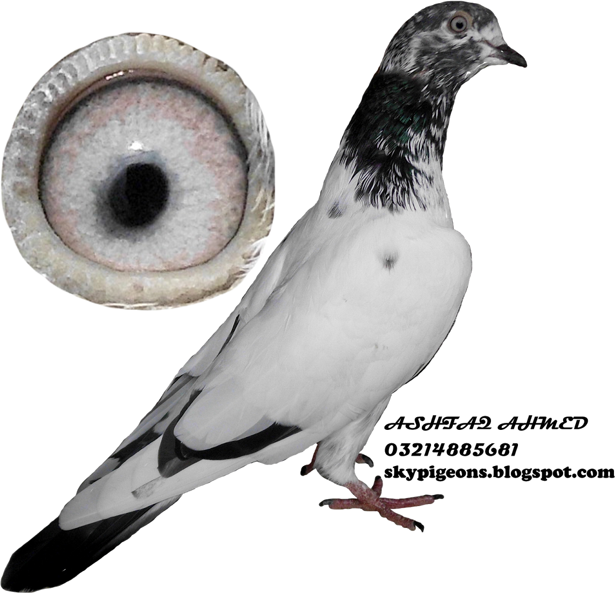 Pigeonwith Detailed Eye View PNG image