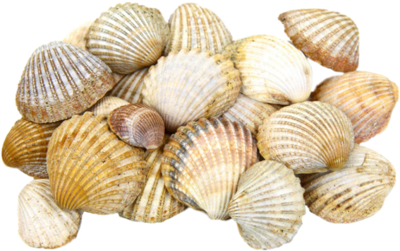 Pileof Clam Shells PNG image