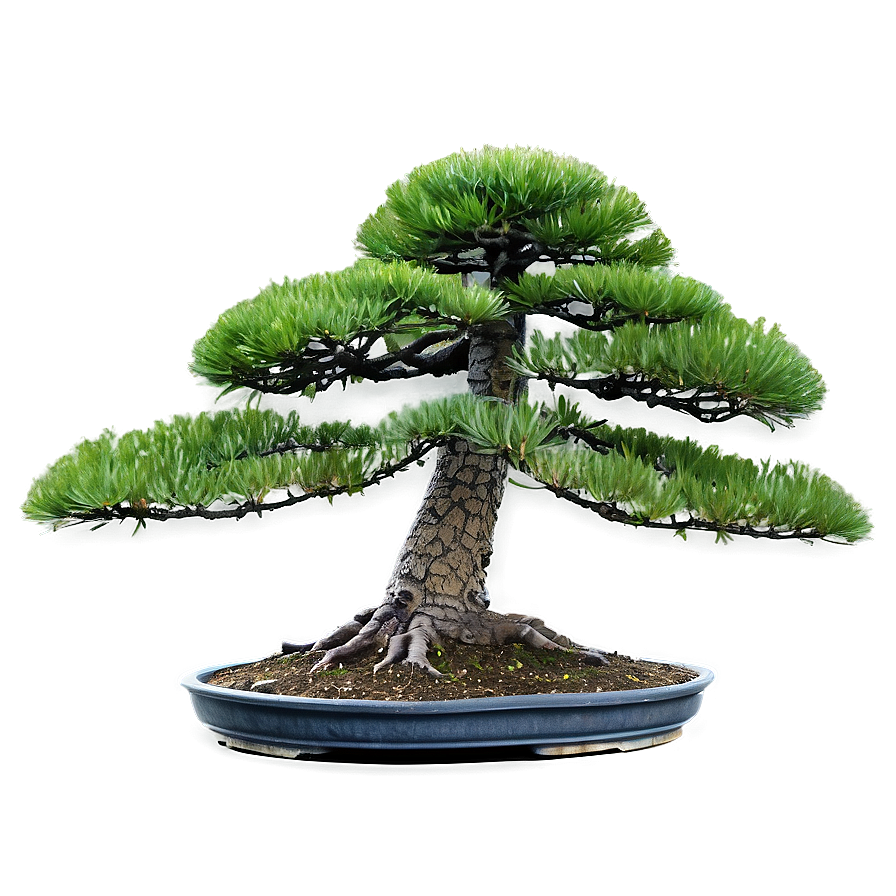 Pine Bonsai Tree Png 06202024 PNG image