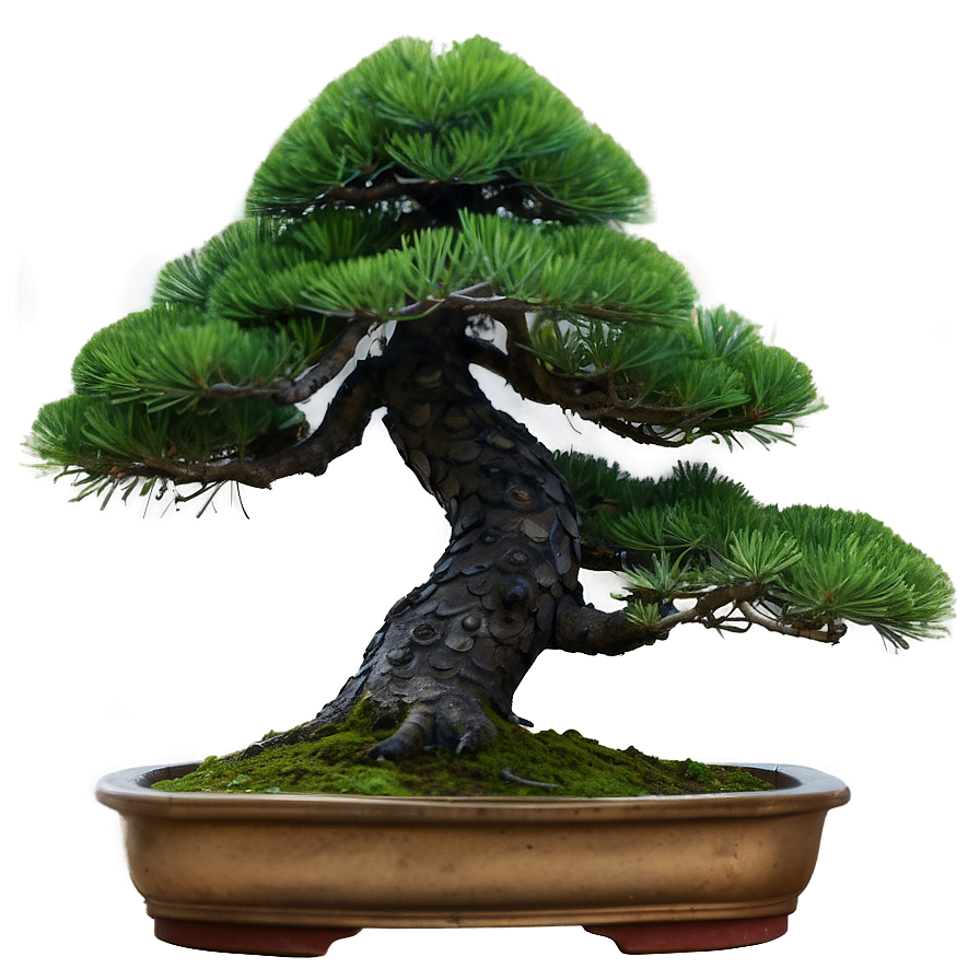 Bonsai Tree Png Images (100++)