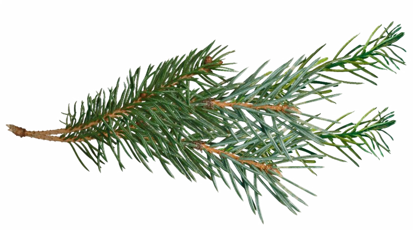 Pine Branch Green Needles.png PNG image