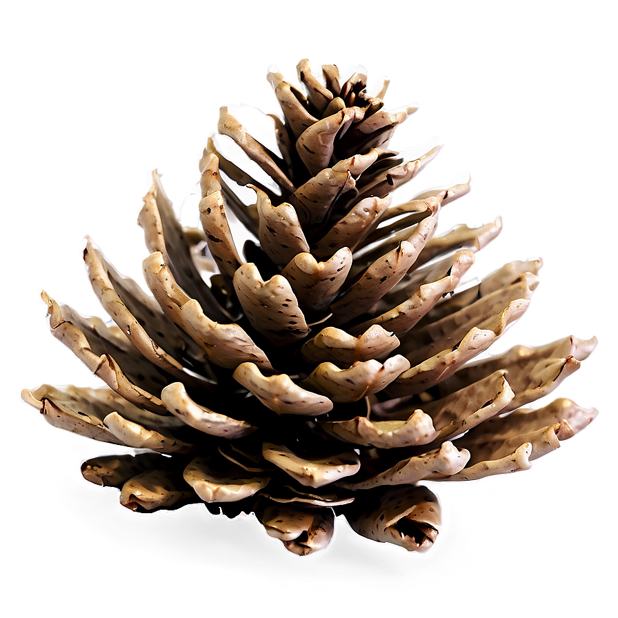 Pine Cone Bundle Png 06202024 PNG image