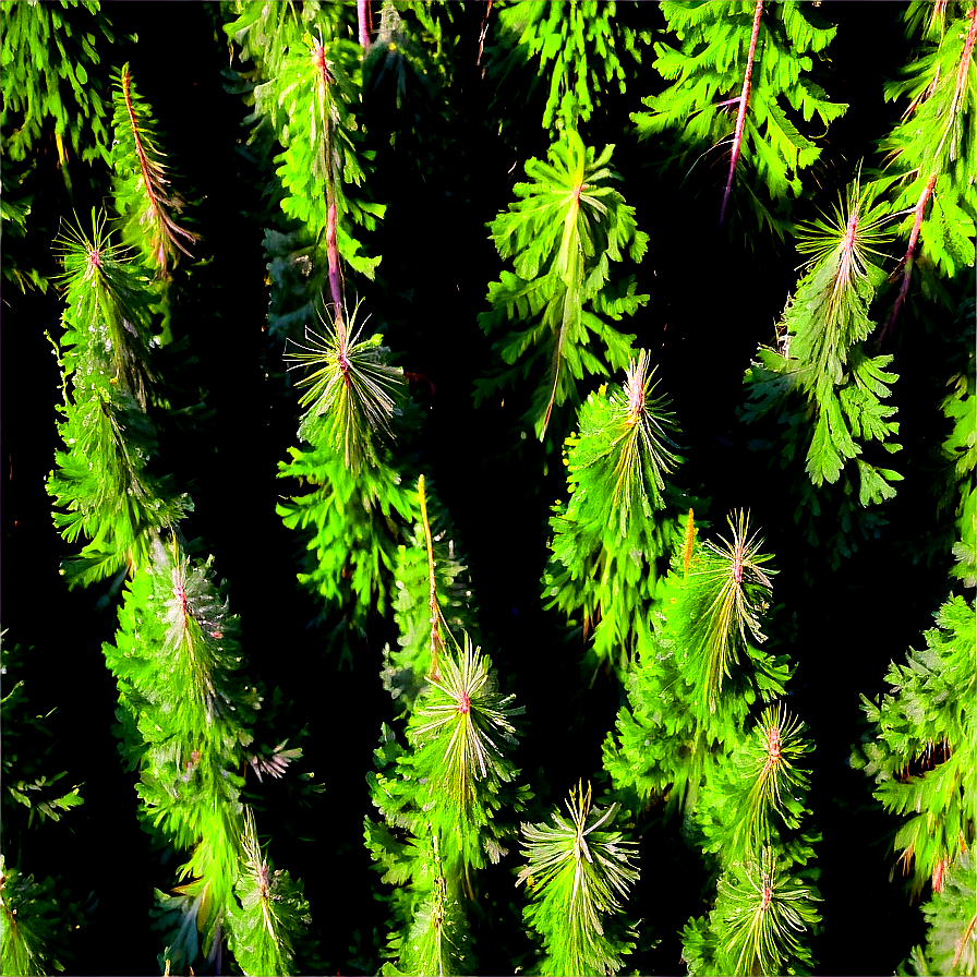 Pine Forest Aerial View Png Fij PNG image