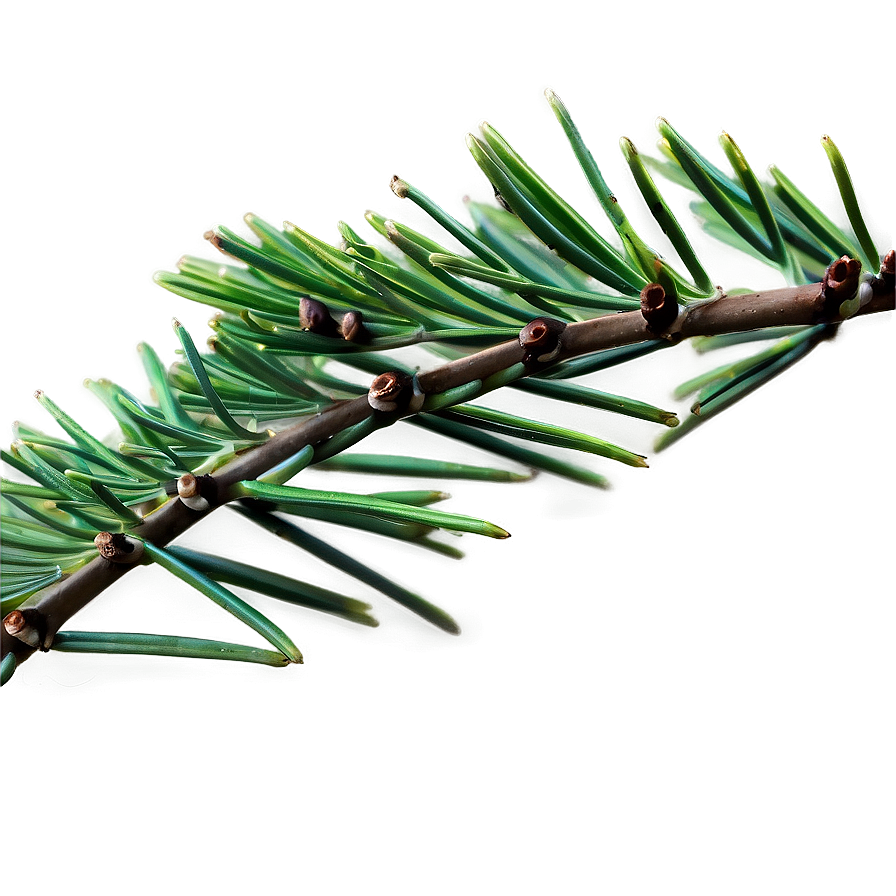 Pine Needle Close-up Png 51 PNG image