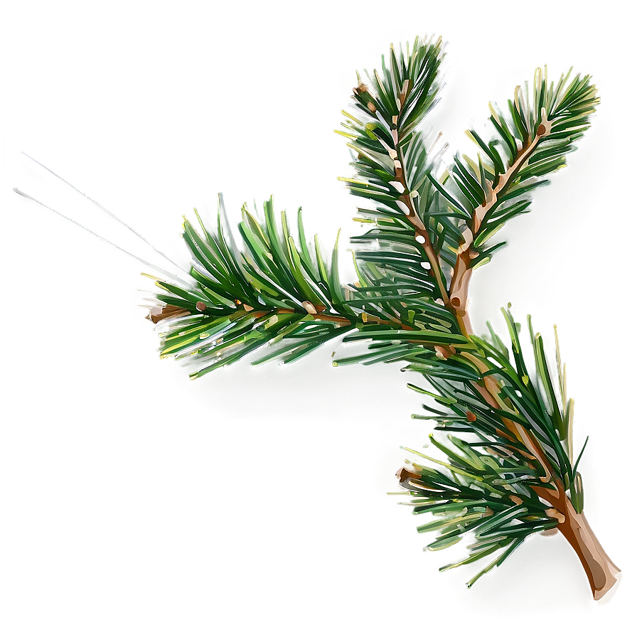 Pine Needle Close-up Png 9 PNG image