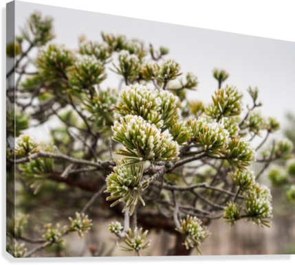 Pine Tree Blossoms Springtime PNG image