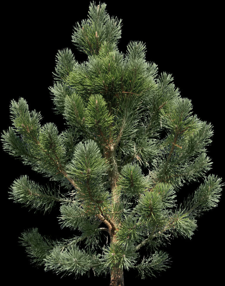 Pine_ Tree_ Isolated_on_ Black_ Background PNG image