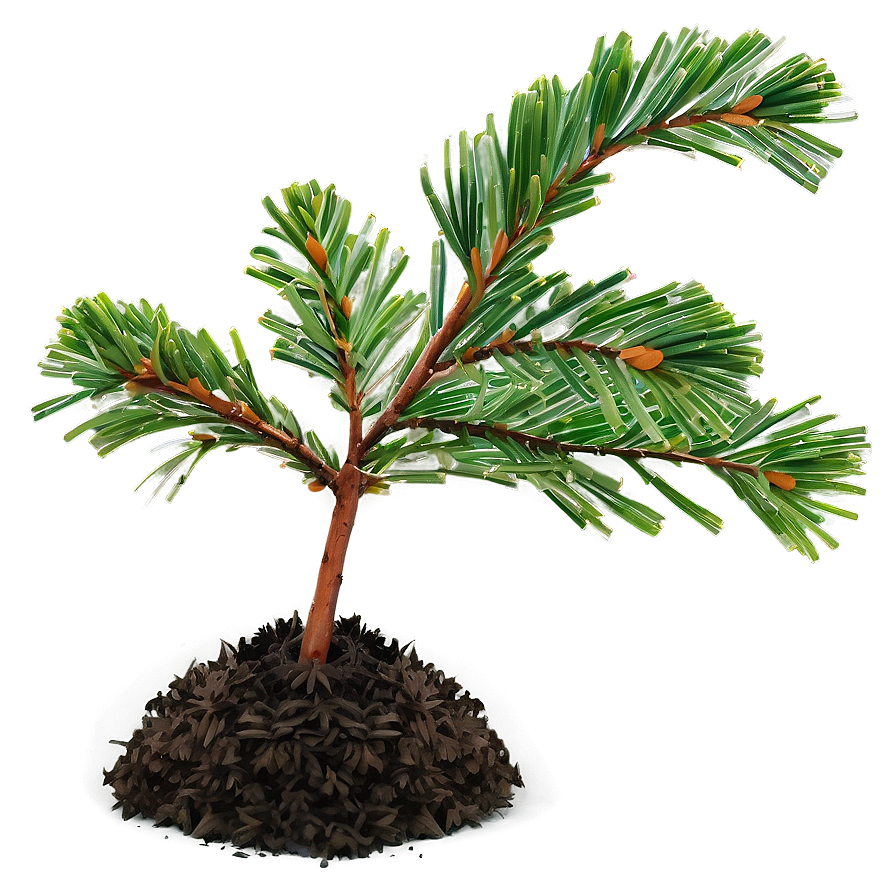 Pine Tree Seedling Png 54 PNG image