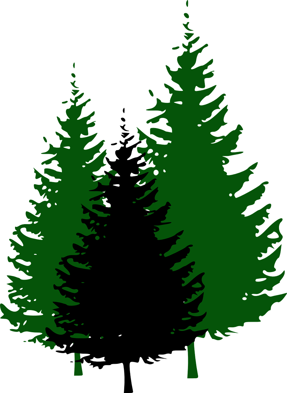 Pine_ Tree_ Silhouette_ Vector PNG image