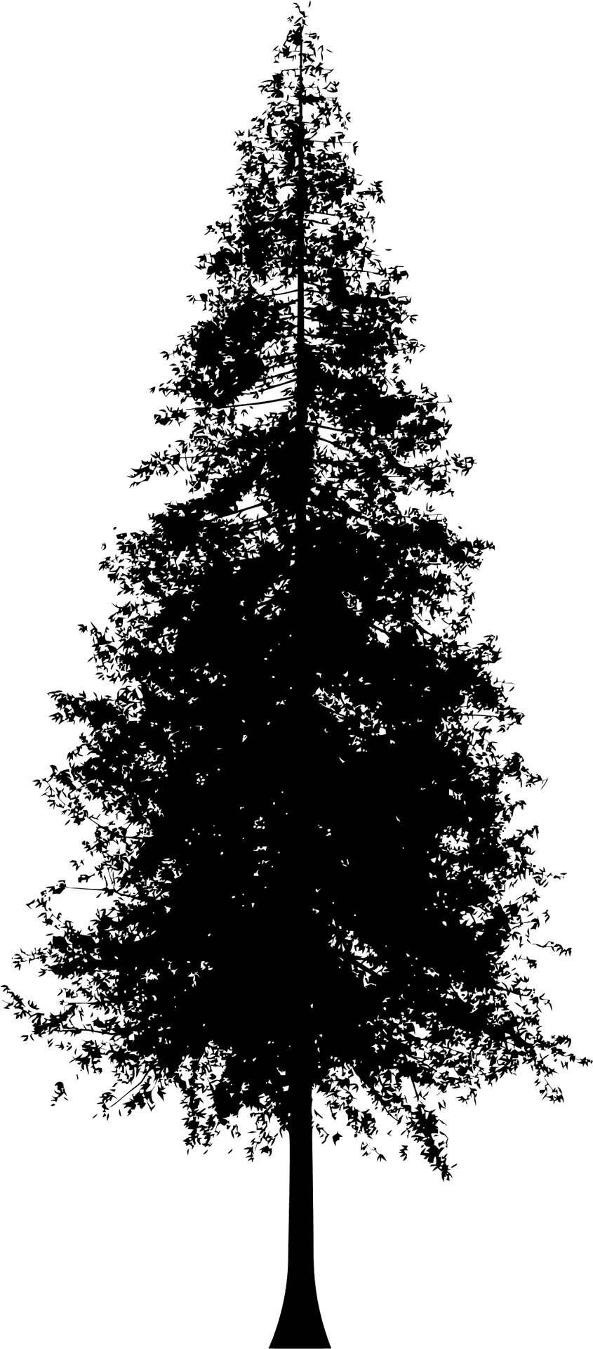 Pine Tree Silhouette Vector PNG image