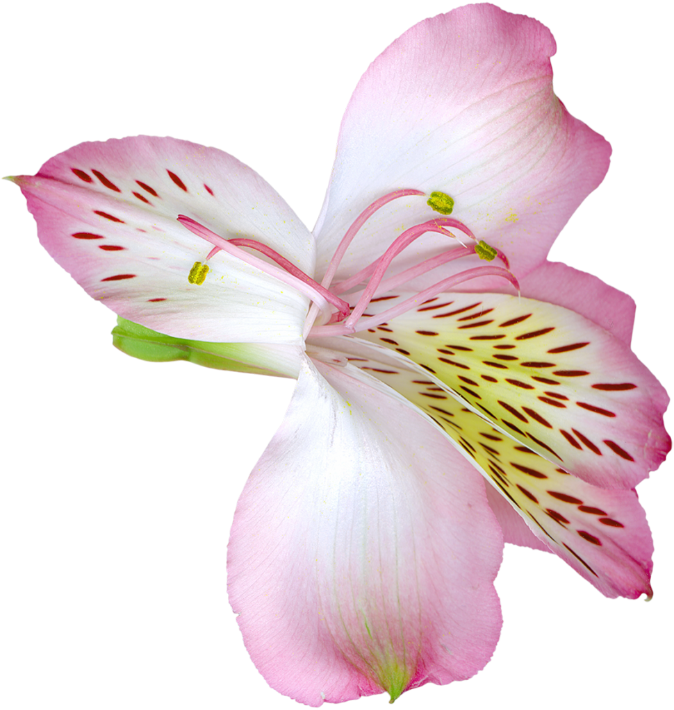 Pink Alstroemeria Flower PNG image