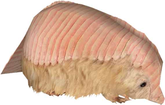 Pink Banded Armadillo PNG image