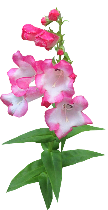 Pink Bicolor Snapdragon Flower PNG image