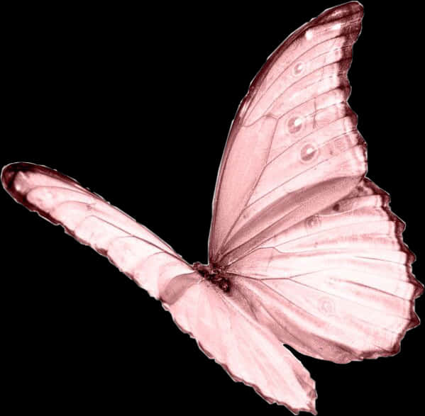 Pink Butterfly Black Background PNG image