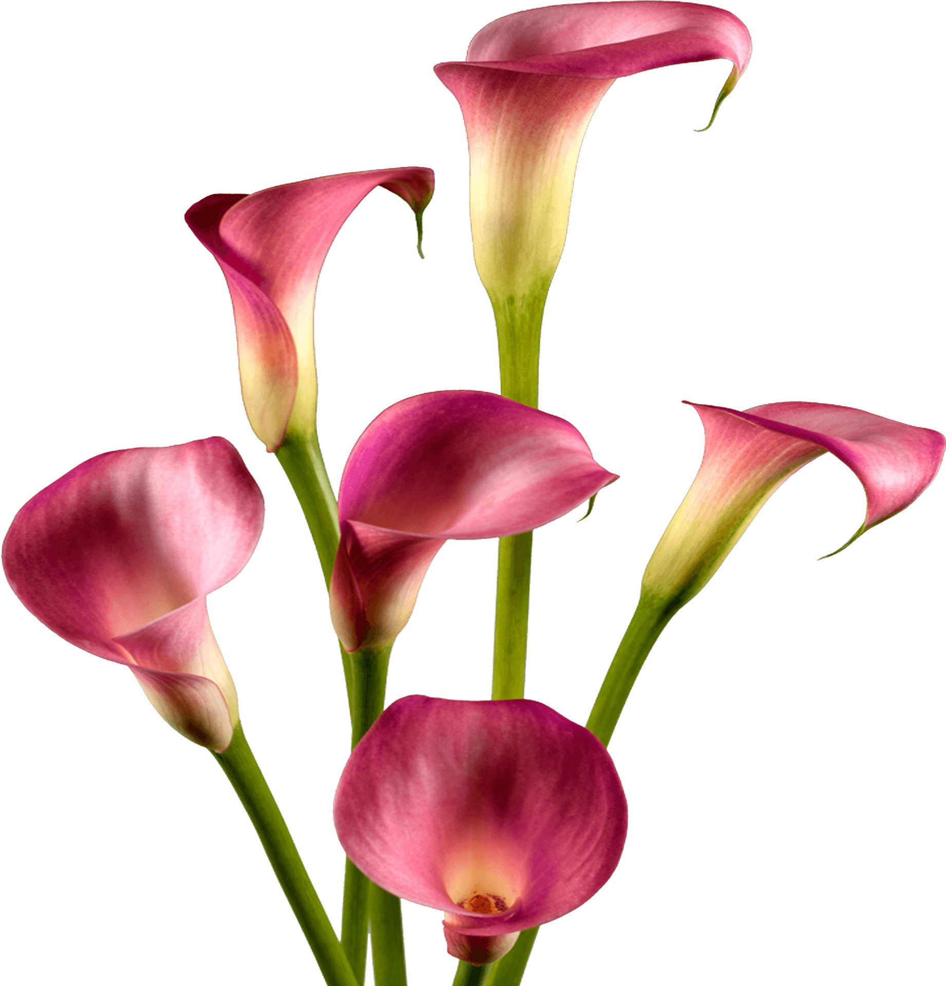 Pink Calla Lilies Floral Display PNG image