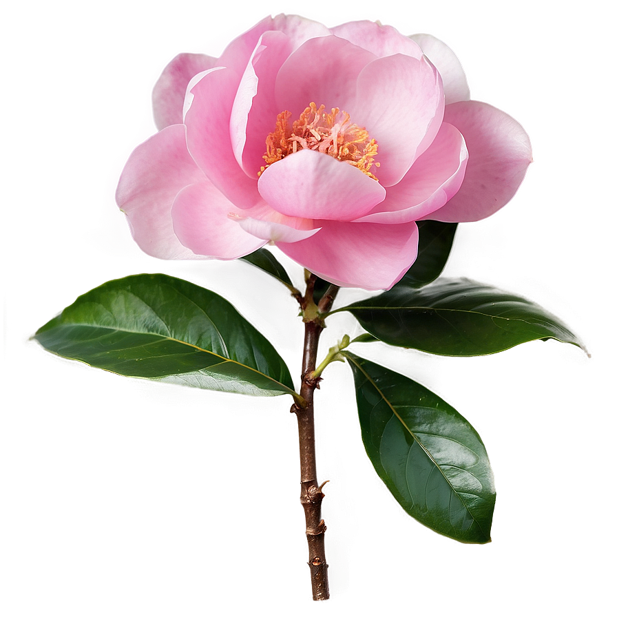 Pink Camellia Elegance Png 67 PNG image