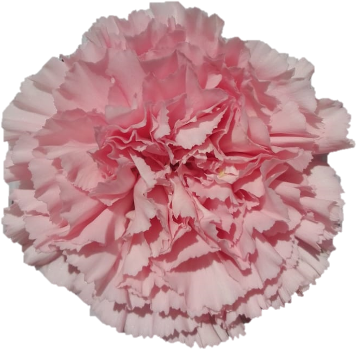 Pink Carnation Close Up PNG image