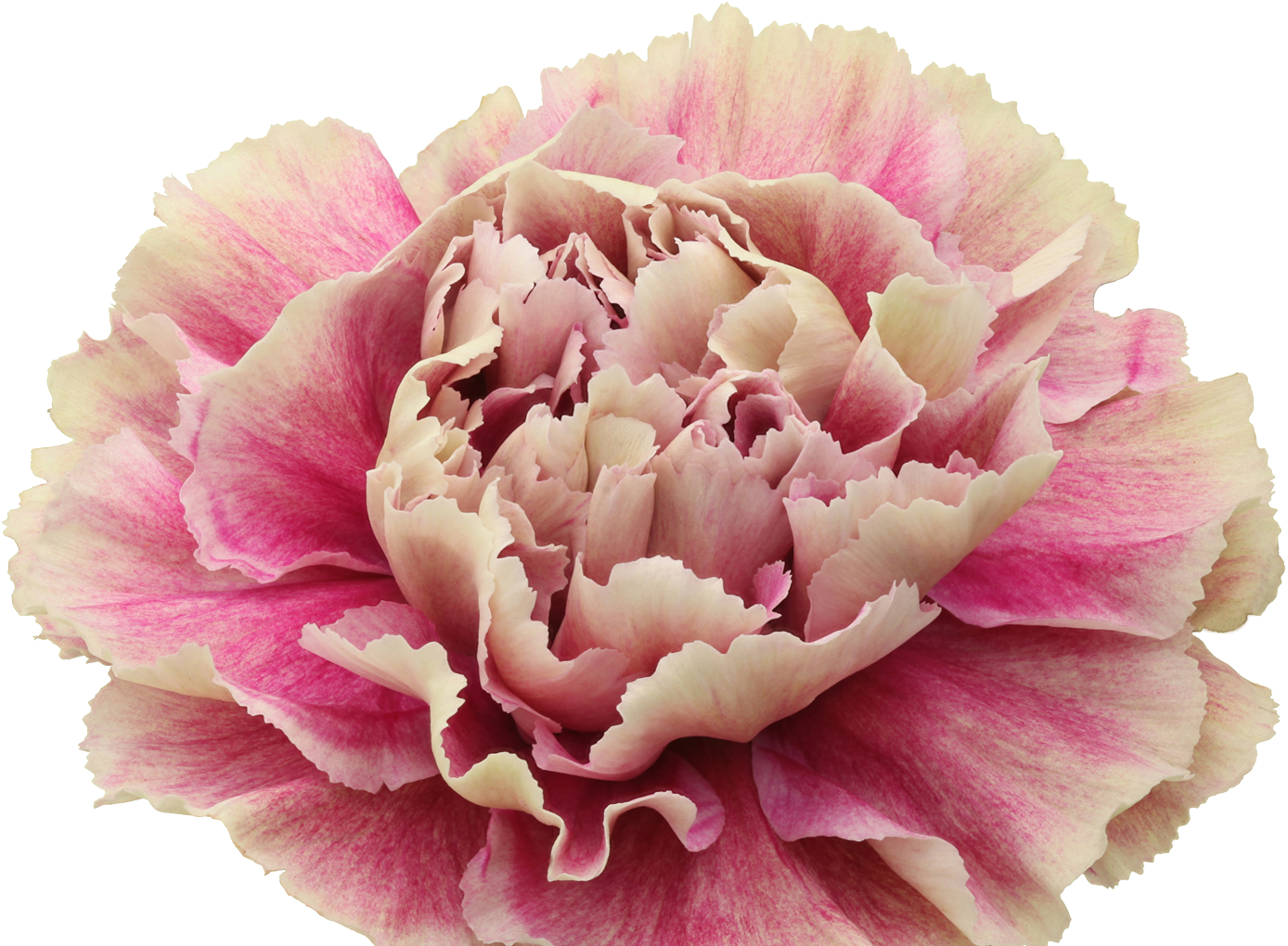 Pink Carnation Closeup.png PNG image