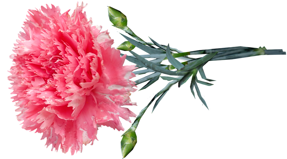 Pink Carnation Flower Transparent Background PNG image