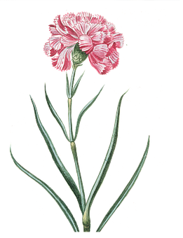 Pink Carnation Illustration PNG image