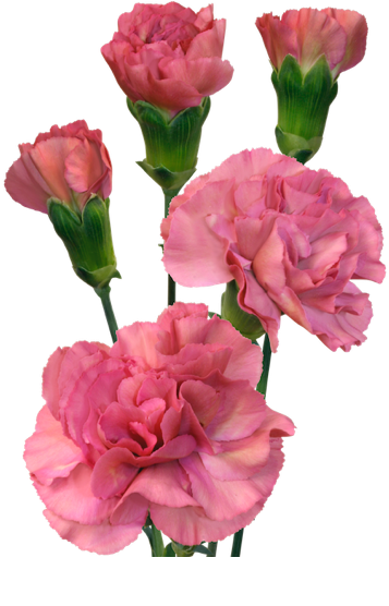 Pink Carnation Mocha Sweet PNG image