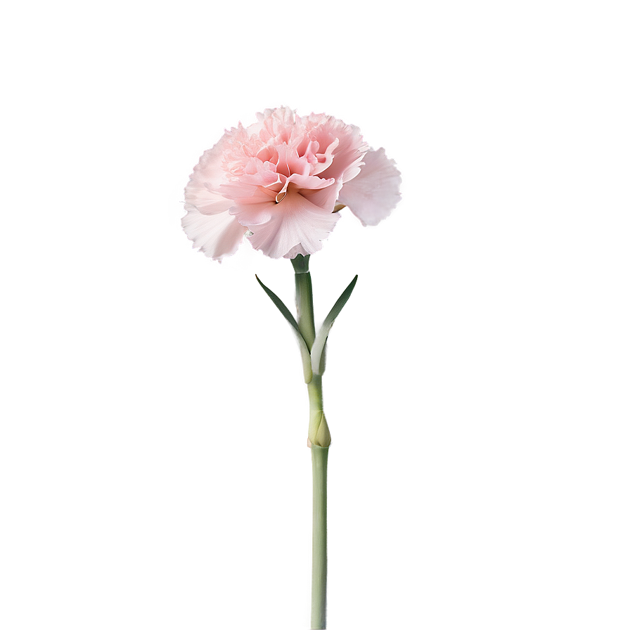 Pink Carnation Softness Png Nsy PNG image