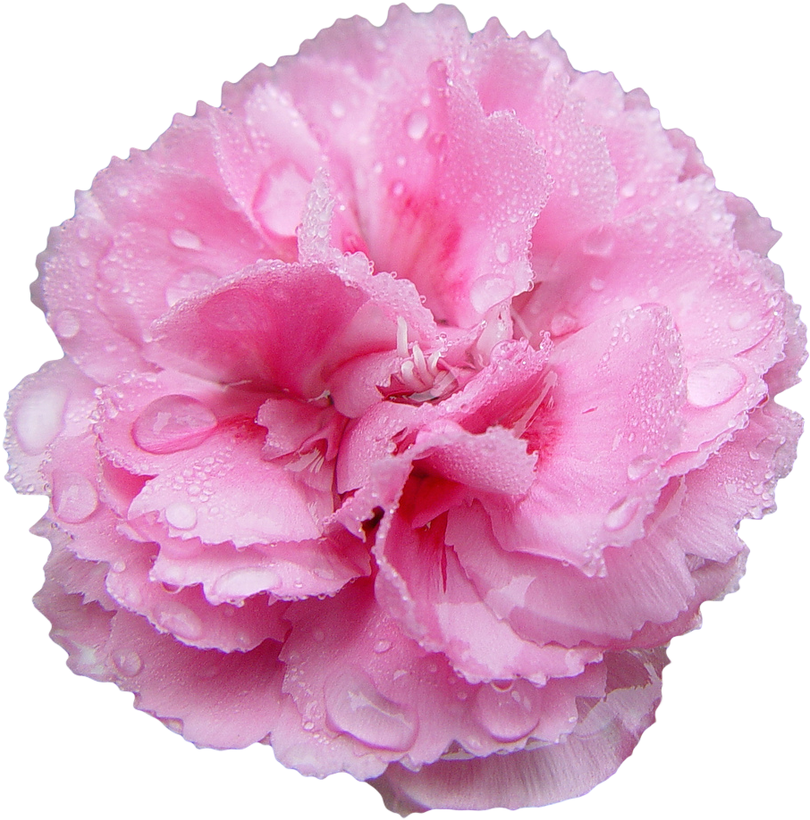 Pink Carnationwith Dew Drops.png PNG image