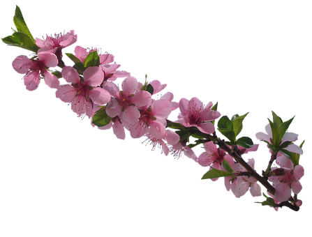 Pink Cherry Blossom Branch PNG image