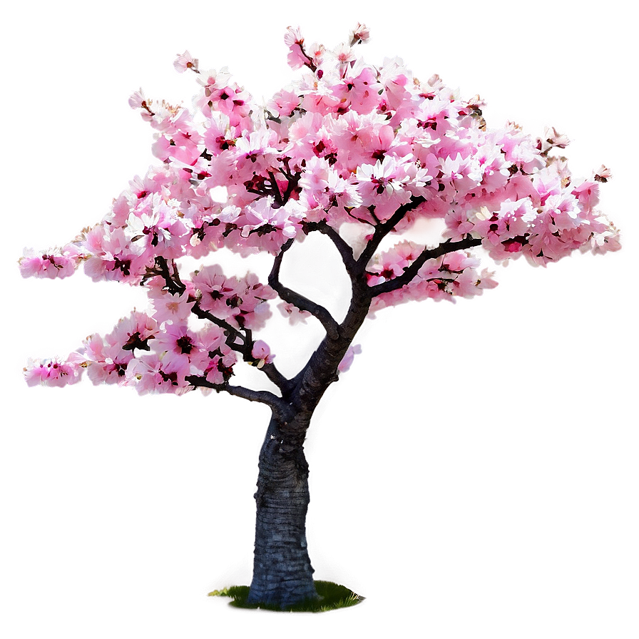 Pink Cherry Tree Png 06212024 PNG image