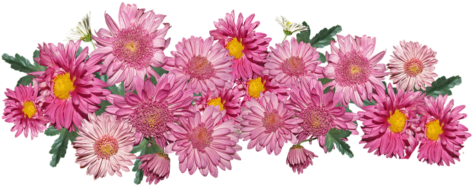 Pink Chrysanthemums Floral Display PNG image