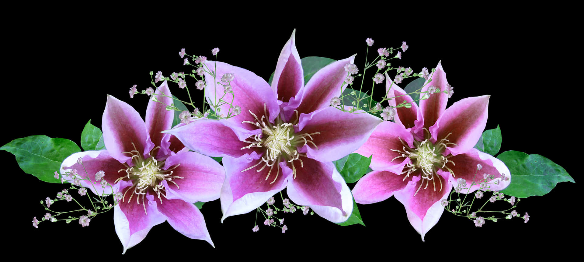 Pink_ Clematis_ Flowers_ Arrangement PNG image