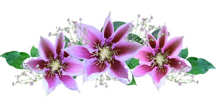 Pink Clematis Flowers Arrangement PNG image