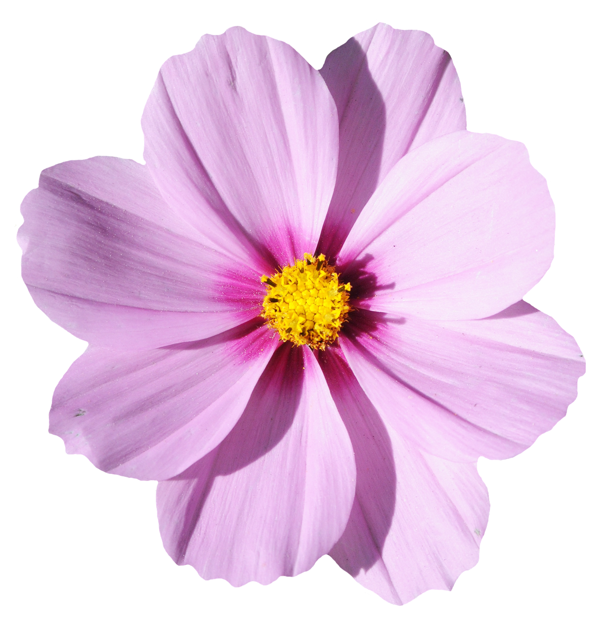 Pink Cosmos Flower Isolated PNG image