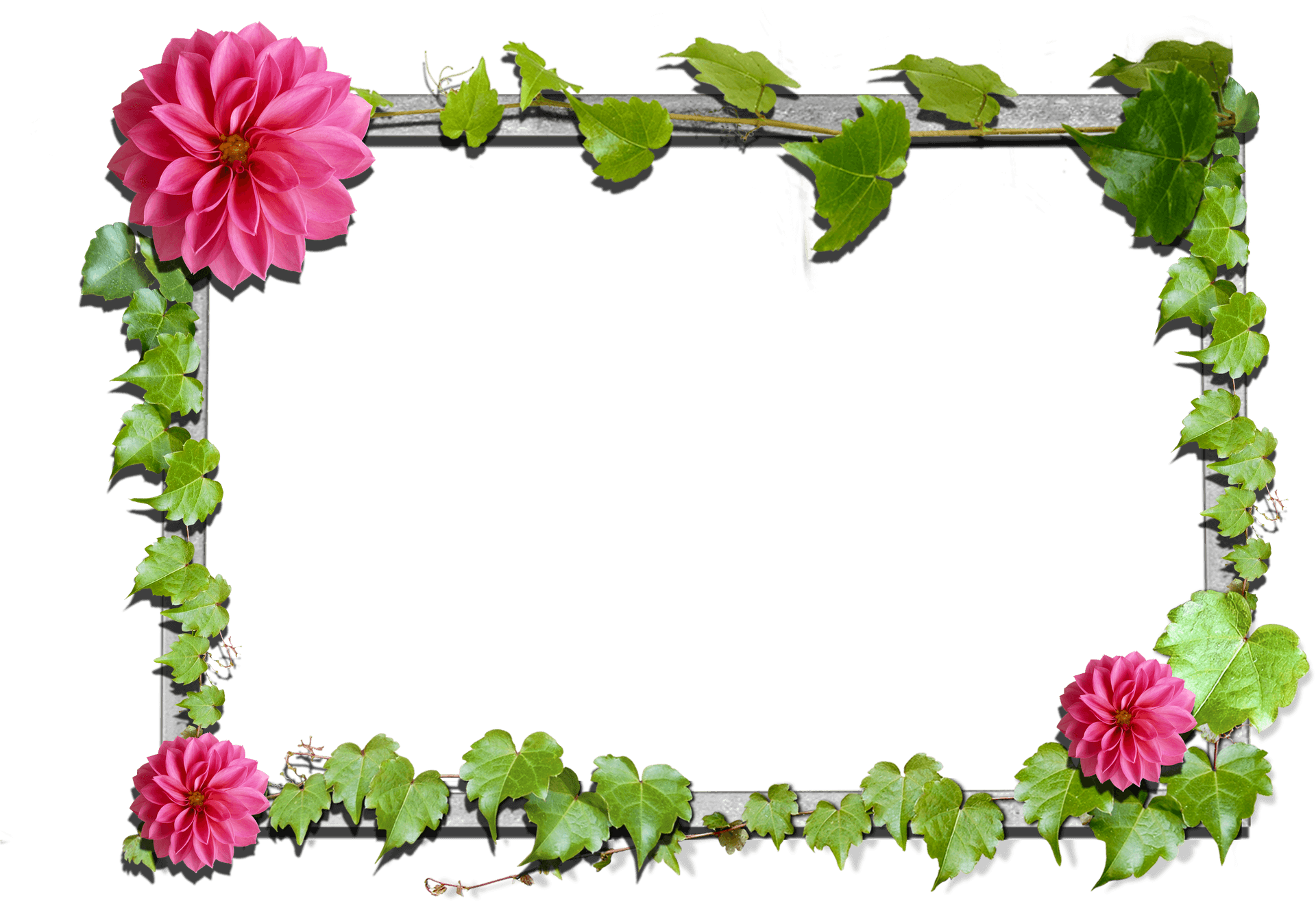 Pink Dahlia Floral Frame PNG image