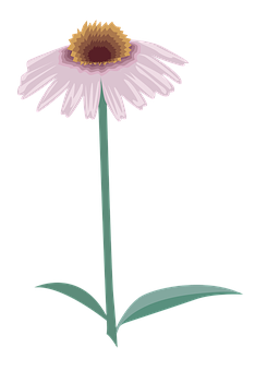 Pink Daisy Illustration PNG image
