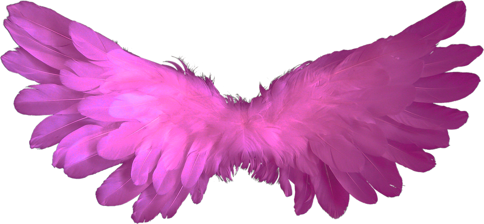 Pink Feathered Angel Wings PNG image