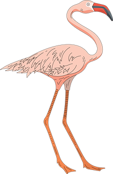 Pink Flamingo Illustration PNG image