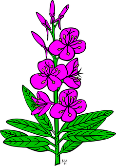 Pink Floral Illustrationon Black Background PNG image