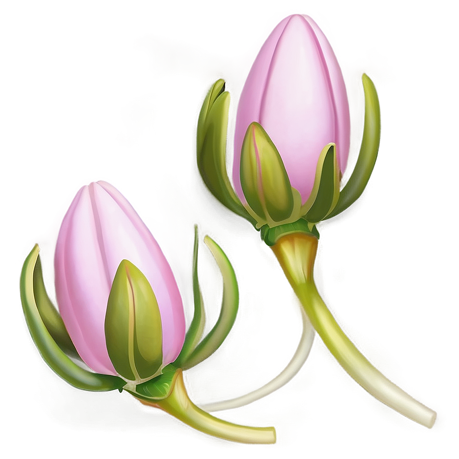 Pink Flower Bud Png 05242024 PNG image