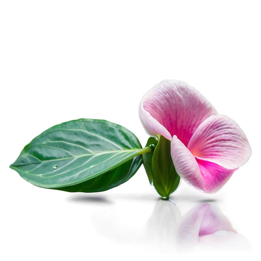 Pink Flower Petal Detail Png 05242024 PNG image